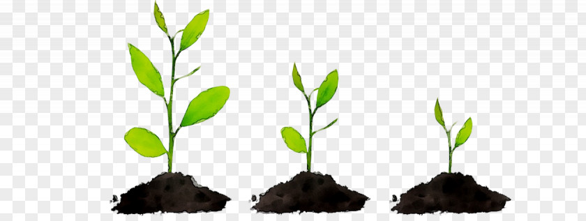 The Power Of Habit Life Plant Stem Plants PNG