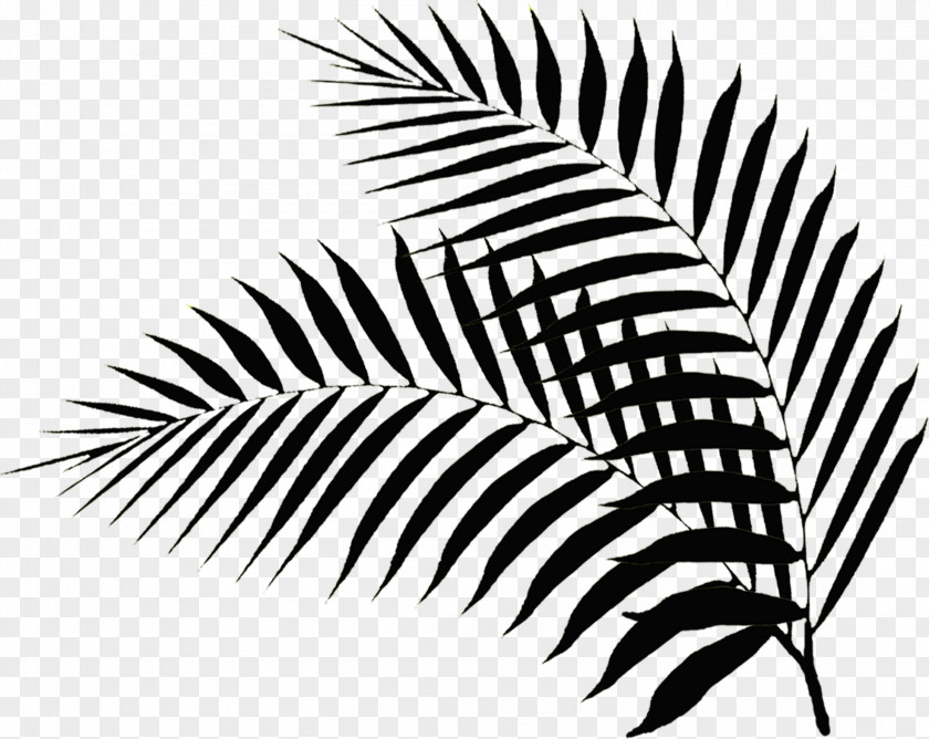 Palm Leaves Branch Leaf Hotel Sunday Photography PNG