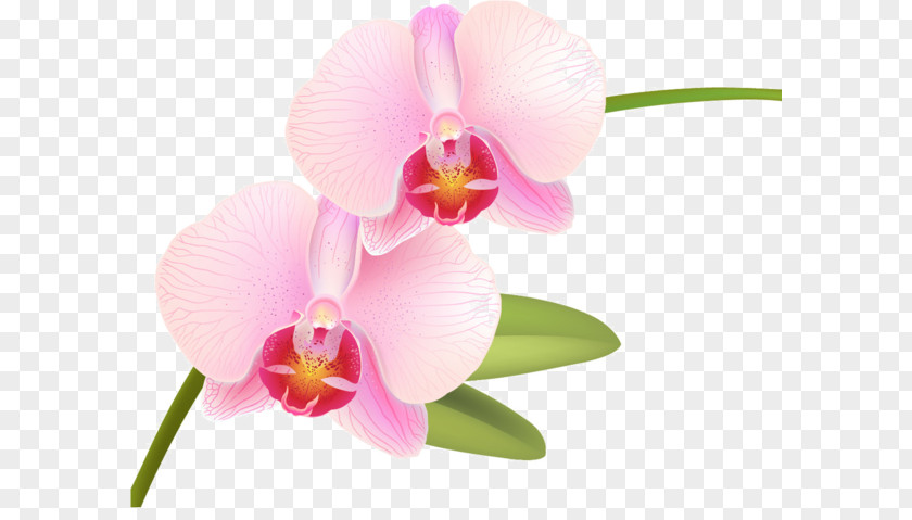 Phalaenopsis Blanc Orchids Vector Graphics Equestris Illustration Flowering Plant PNG