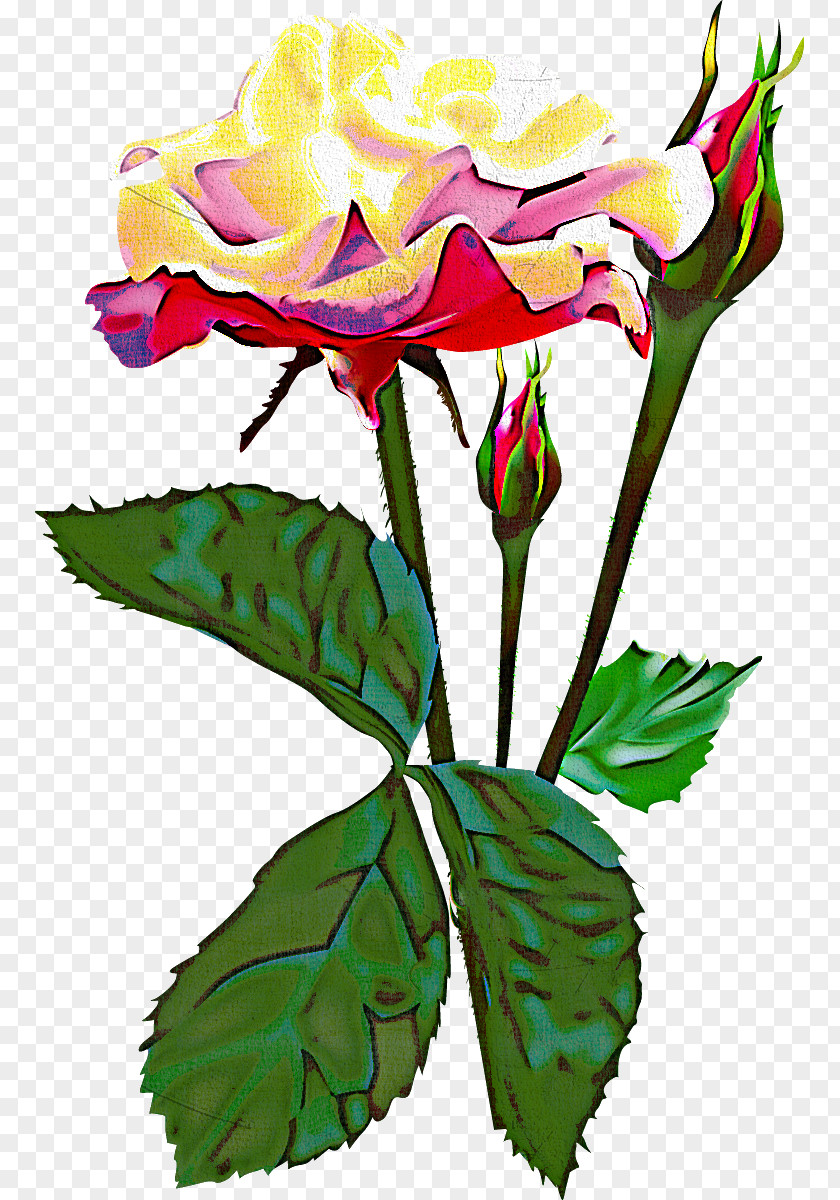 Two Flowers Roses Valentines Day PNG