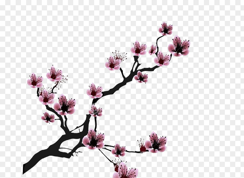 Cherry Blossom Drawing Clip Art PNG