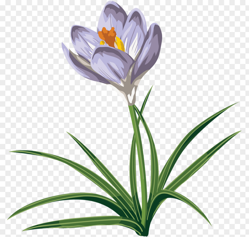 Crocus Vernus Autumn Flavus Clip Art PNG