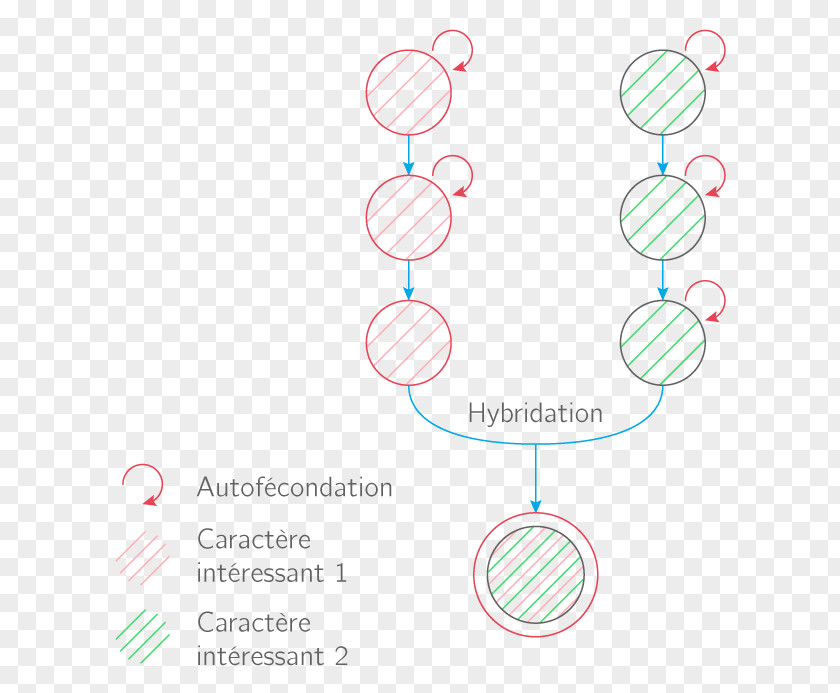 Design Graphic Brand Diagram PNG