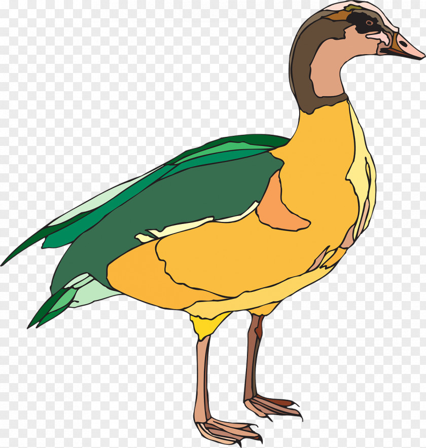 Duck Domestic Bird Green Clip Art PNG