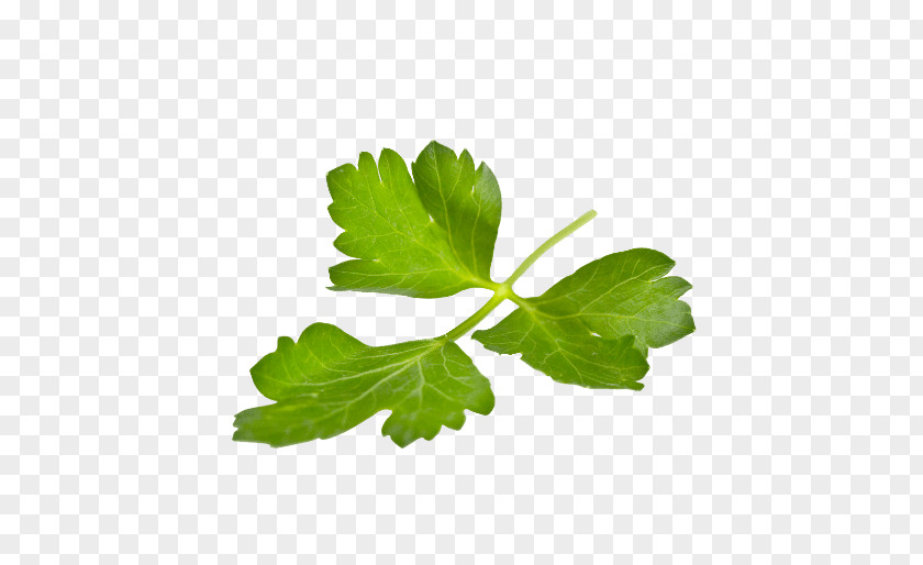 Leaf Parsley Fines Herbes Lovage PNG