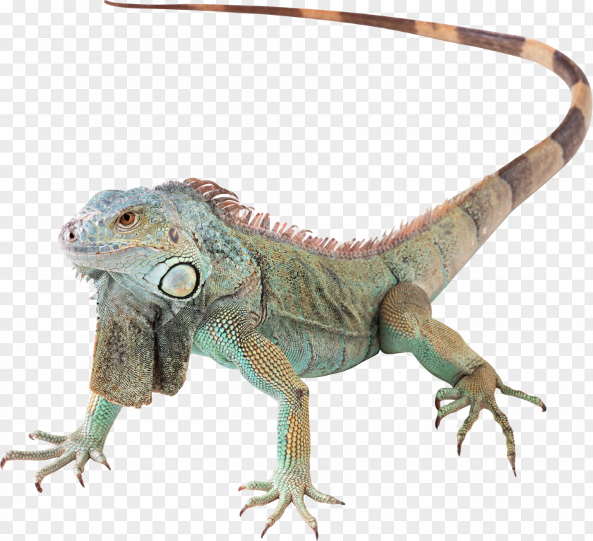 Lizard Reptile Green Iguana Pet PNG