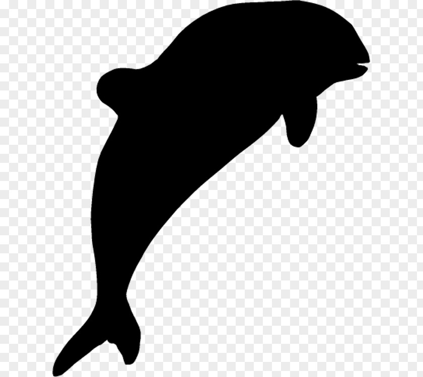 M Porpoise Dolphin Sea Lion Black & White PNG