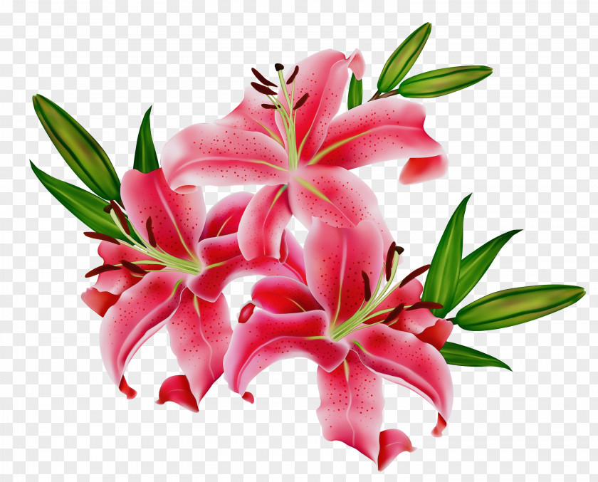 Oleander Pedicel Easter Lily Background PNG