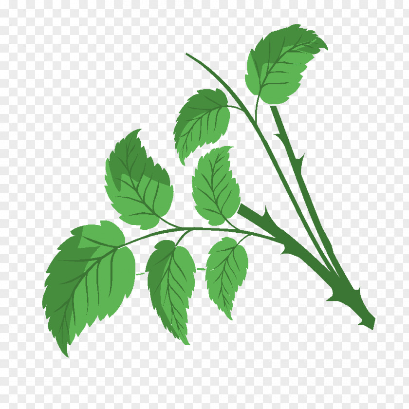 Plantes Herbalism Drawing History Technology PNG