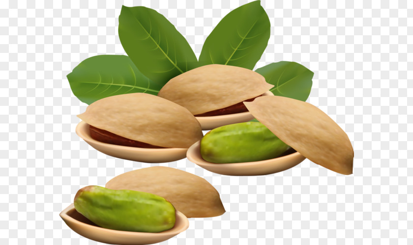 Vector Graphics Royalty-free Nut Pistachio Illustration PNG
