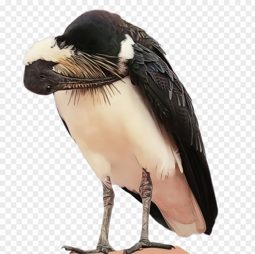 Vulture Beak Bird PNG