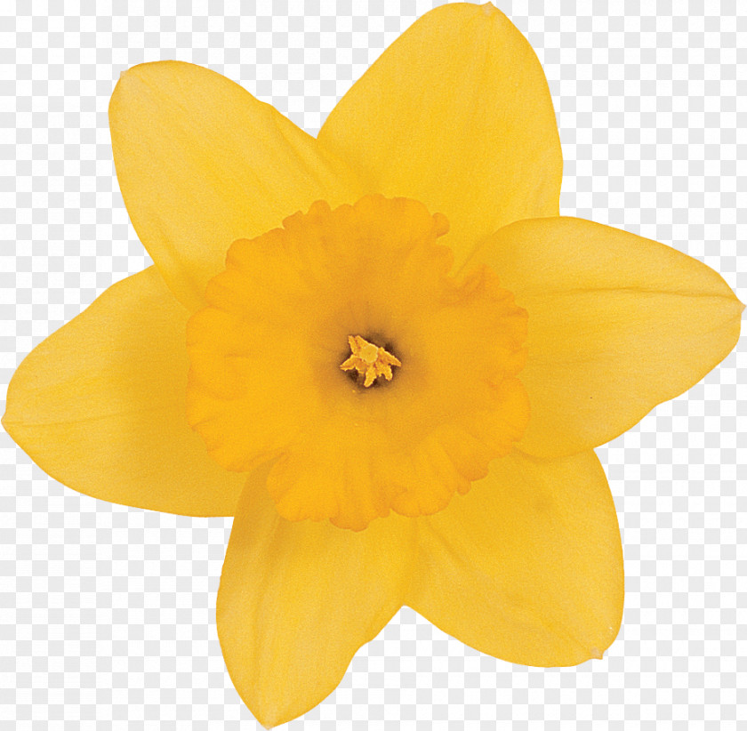 Beautiful Narcissus PNG