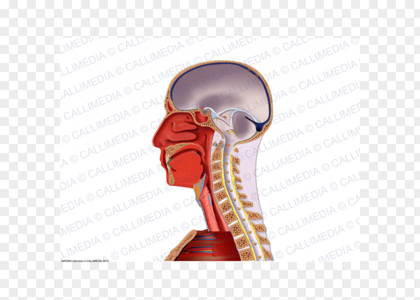 Median Nerve Muscle Blood Vessel Neck Anatomy PNG