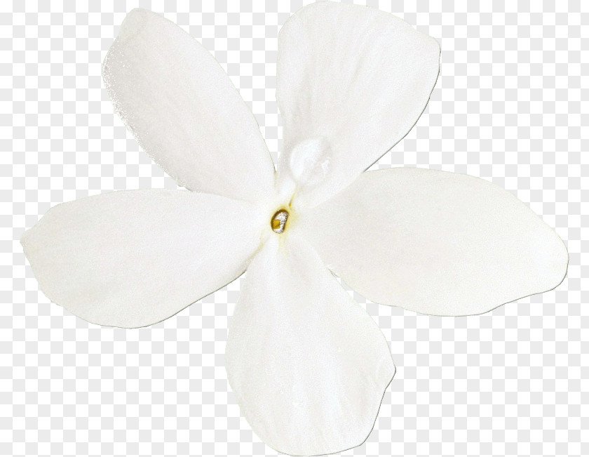 Moth Orchids Cut Flowers Petal Flower PNG