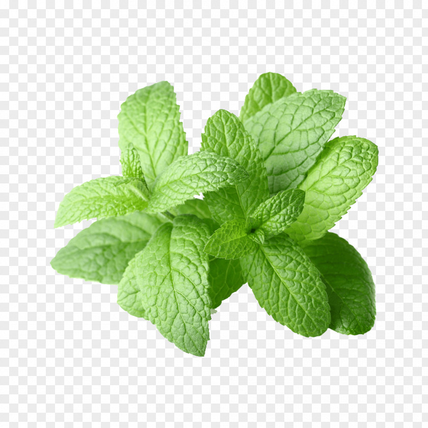 Oil Peppermint Extract Essential Mentha Spicata PNG