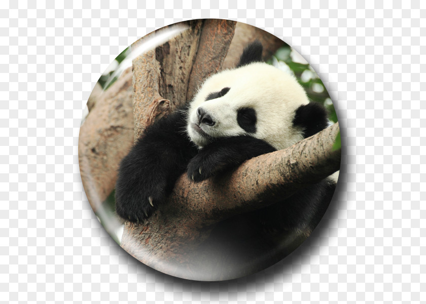 Panda SLEEP The Giant Pandas Cute Yuan Zi Et Huan PNG