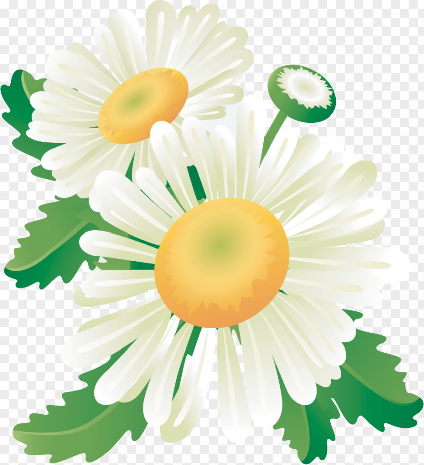 Summer Flower Floral Design Banner Common Daisy PNG