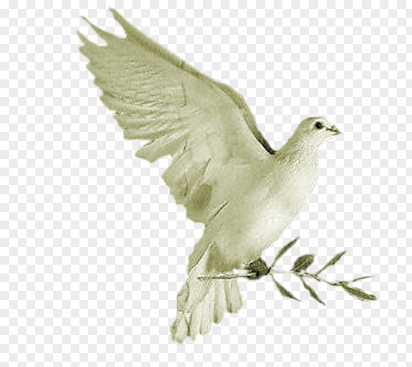 White Pigeon Colomba Di Pasqua Columbidae Columba PNG