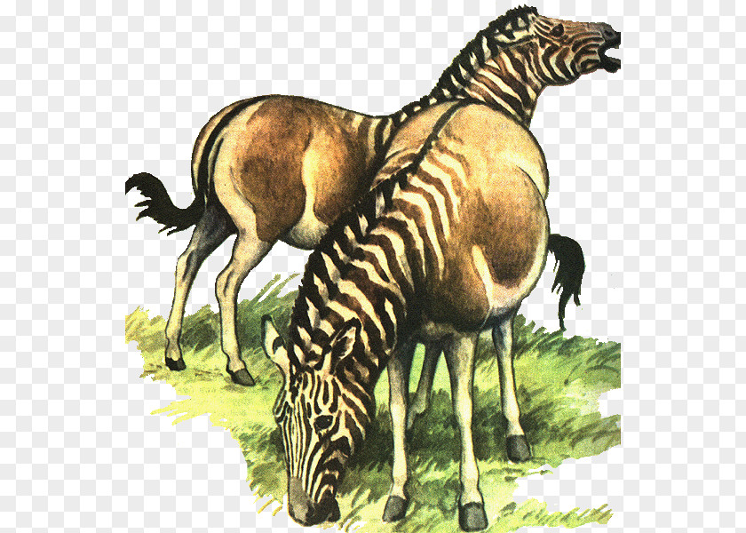 Zebra Quagga Extinction Animal Donkey PNG