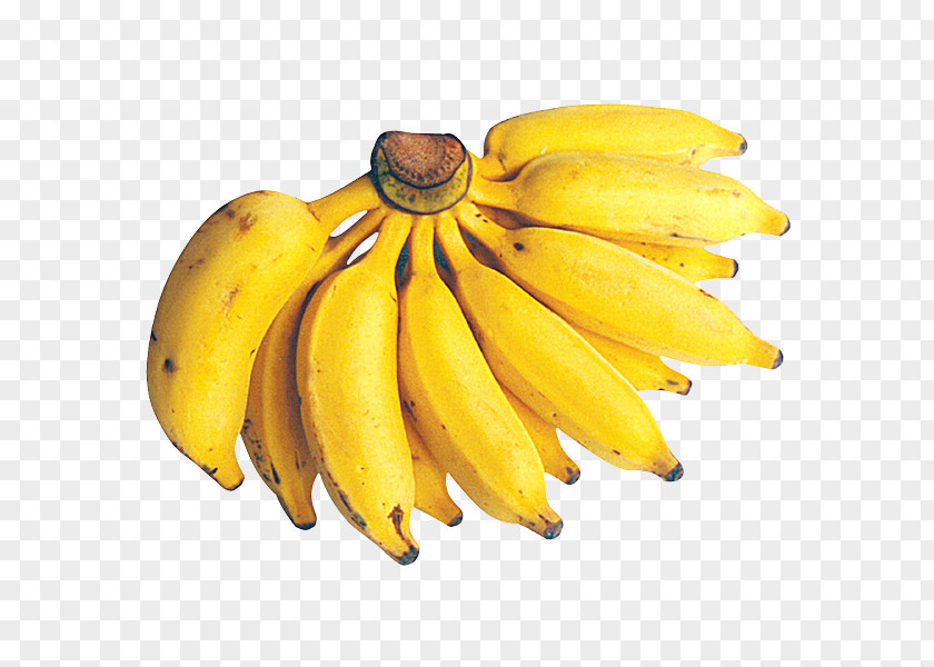 Banana Dwarf Cavendish Fruit Cooking Lady Finger PNG