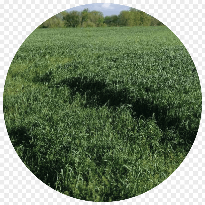 Grazing Goats Cover Crop Cereal Grasses Triticale PNG