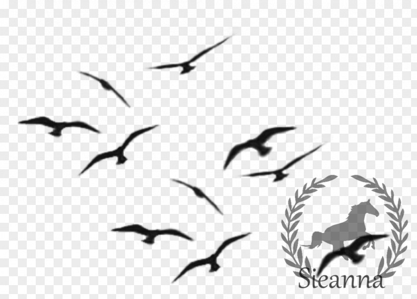Bird Art Flight Chickadee PNG