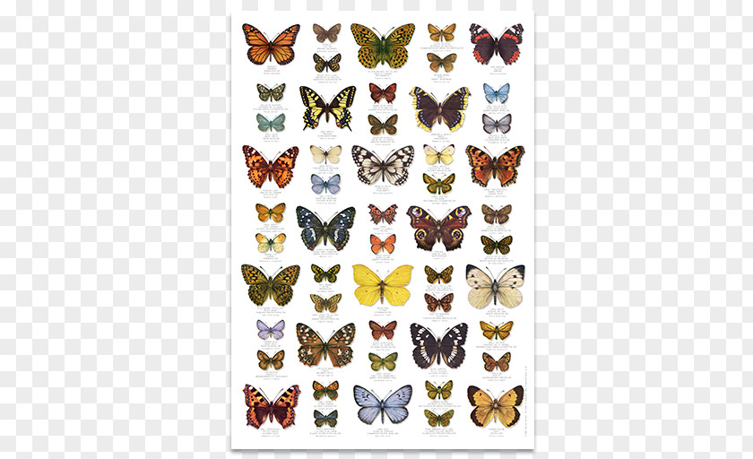Butterfly United Kingdom Insect Poster PNG