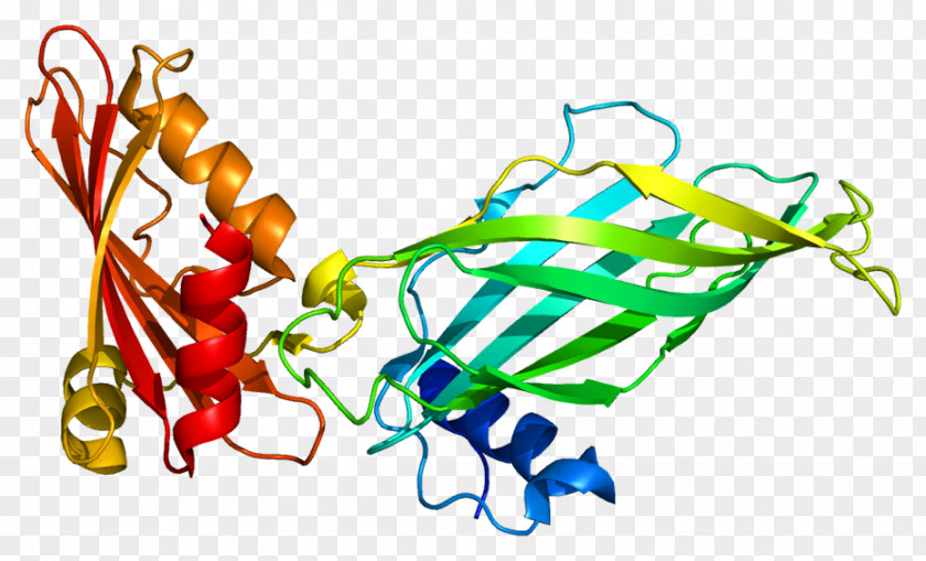 COPG COPI Coatomer Protein Clip Art PNG