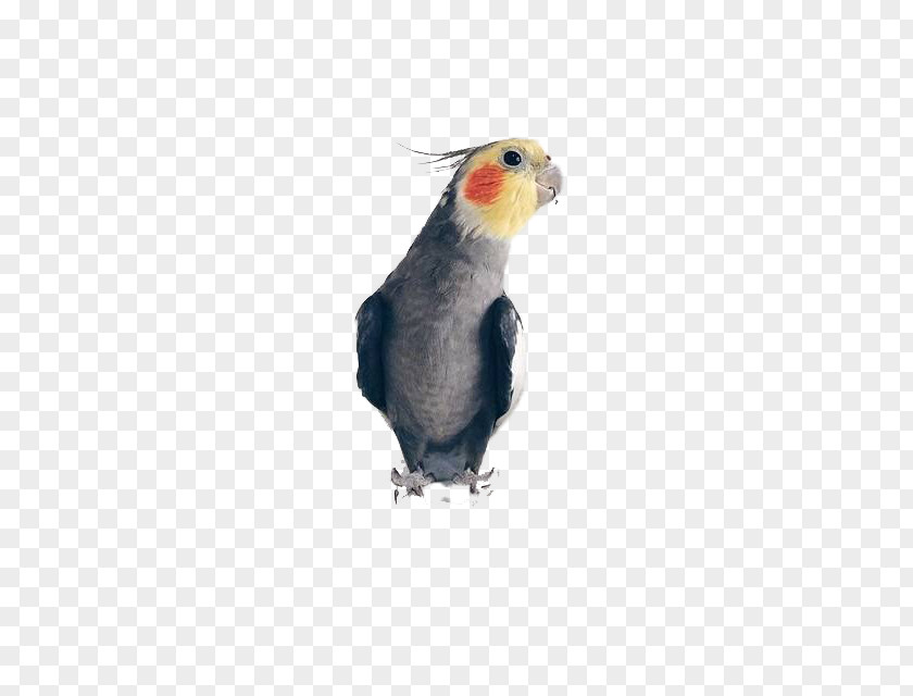 Cute Pet Parrot Cockatiel Bird Vinaceous-breasted Amazon True U9ce5u985e: U9e1au9d61 PNG