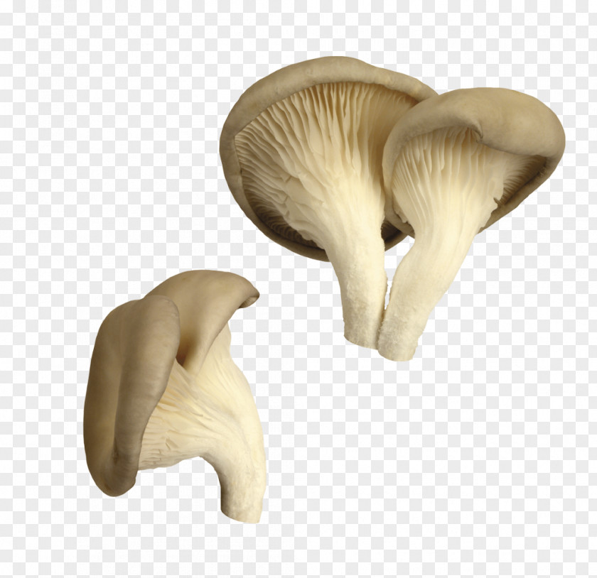 Fresh Mushrooms Oyster Mushroom Pleurotus Eryngii Edible PNG
