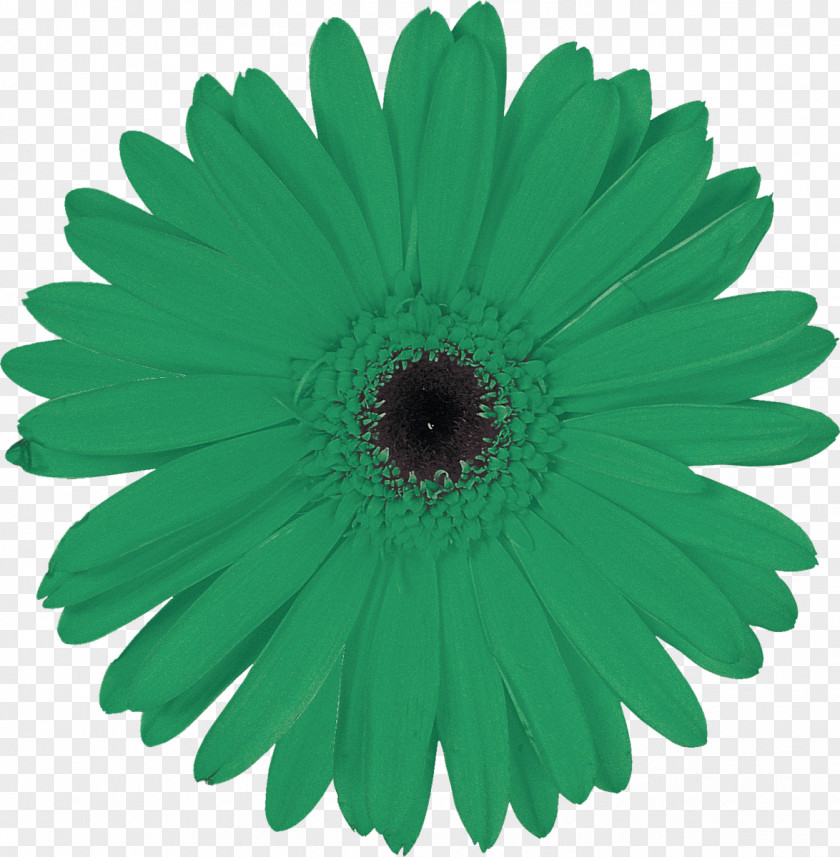 Gerbera Allen Tate Realtors Huntersville, North Carolina Cary Real Estate Agent PNG