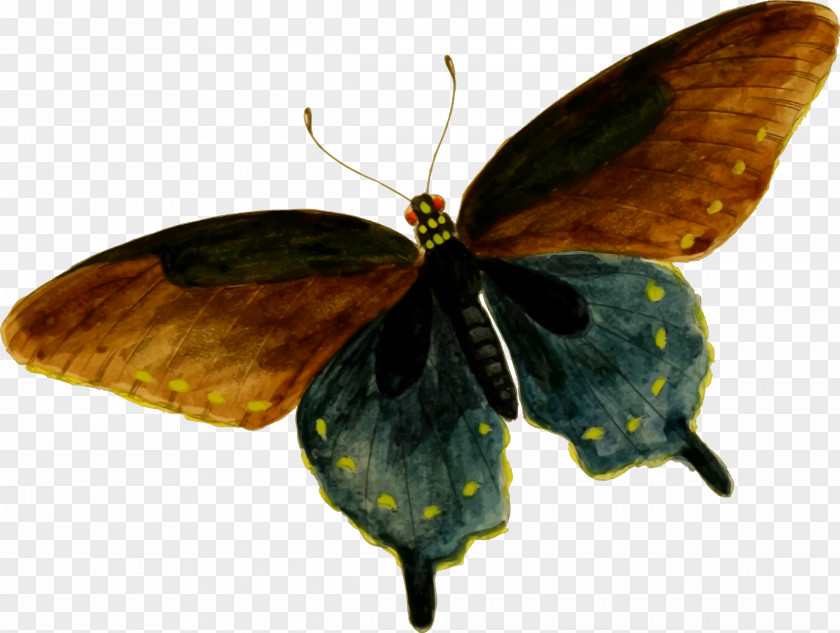 Insect Butterfly Battus Philenor Clip Art PNG