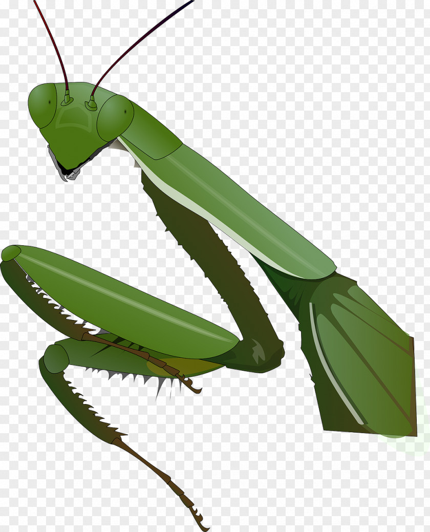 Insect Mantis Clip Art PNG