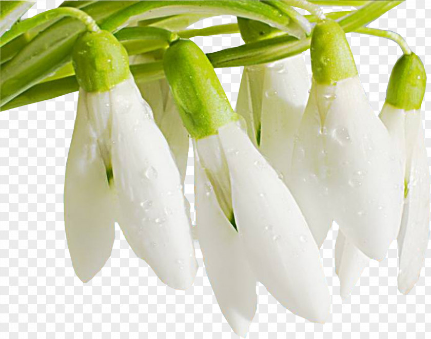 Snowdrop Ukraine International Women's Day Holiday Woman March 8 PNG