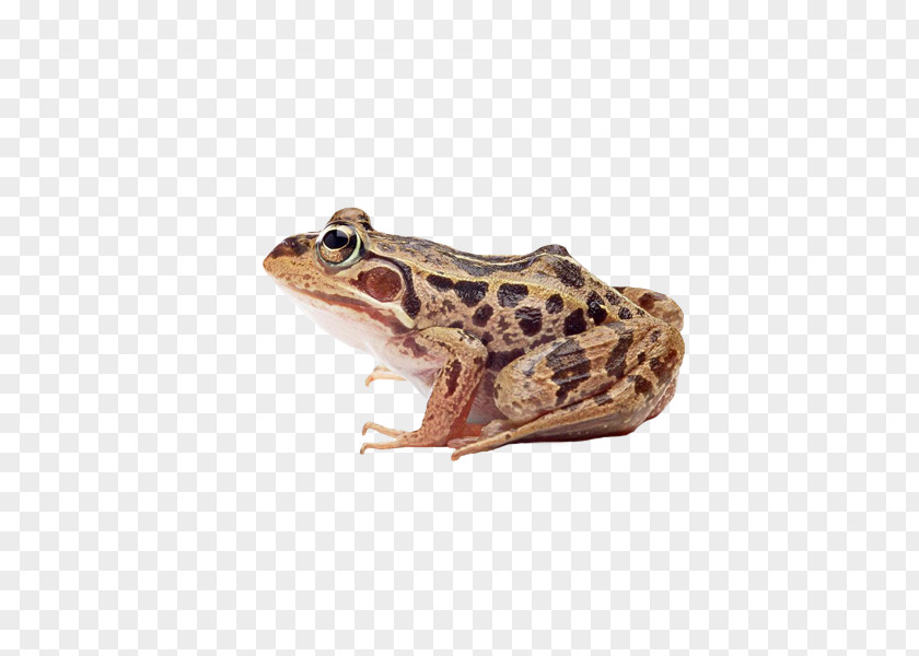 Amphibian Silhouette Frog Stock Photography Stock.xchng Amphibians Illustration PNG