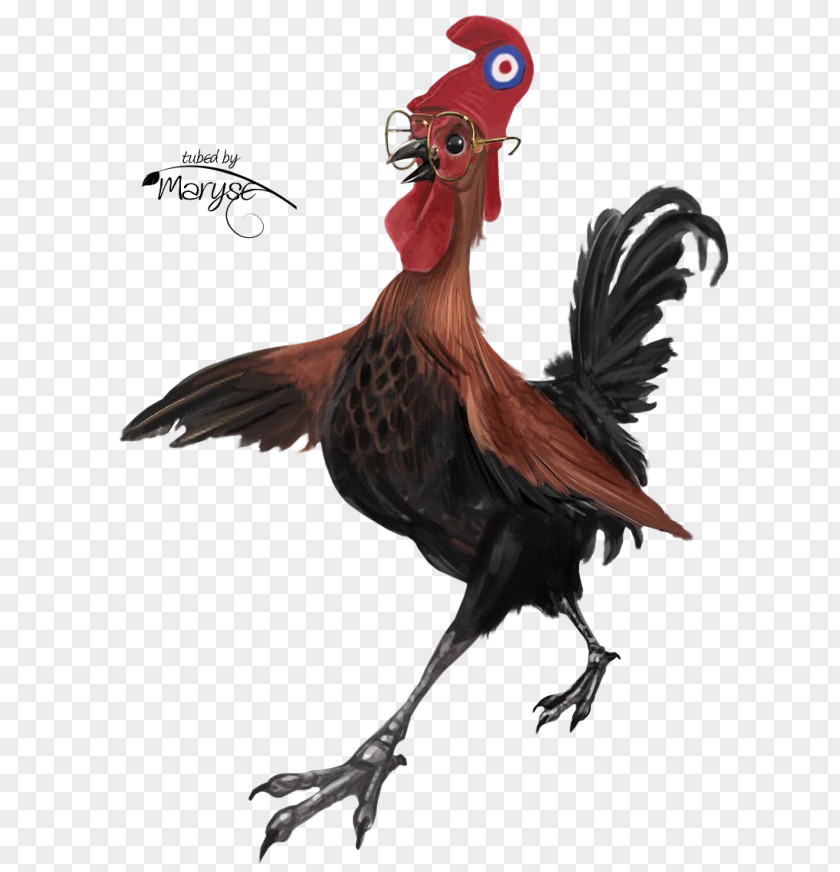 Chicken Rooster Kifaranga Clip Art PNG