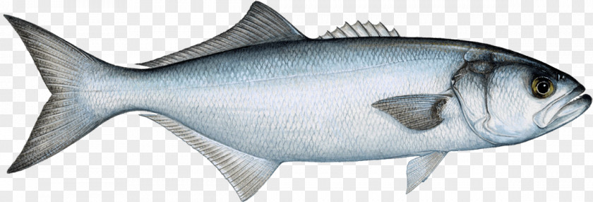 Fishing Bluefish Fish Market Pelagic PNG