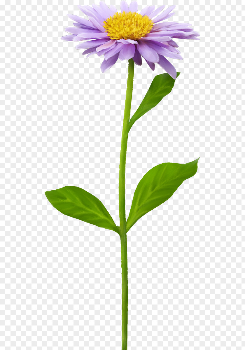 Flower Clip Art Image Adobe Photoshop PNG