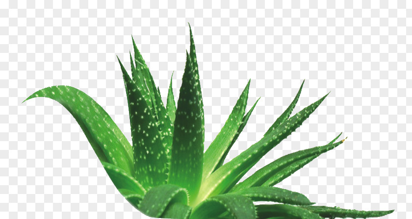 Plant Aloe Vera Indoor Air Quality Skin Care Extract PNG