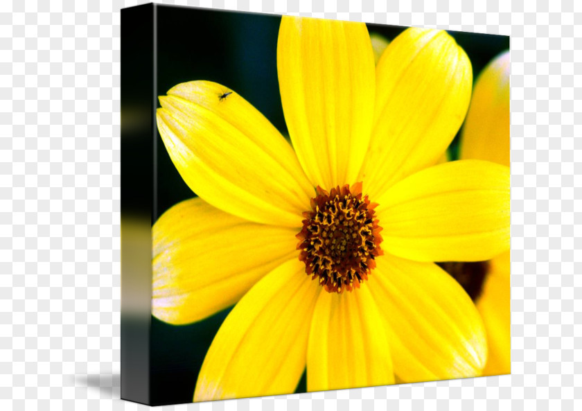 Yellow Daisy Family Common Sunflower Petal Flowering Plant PNG