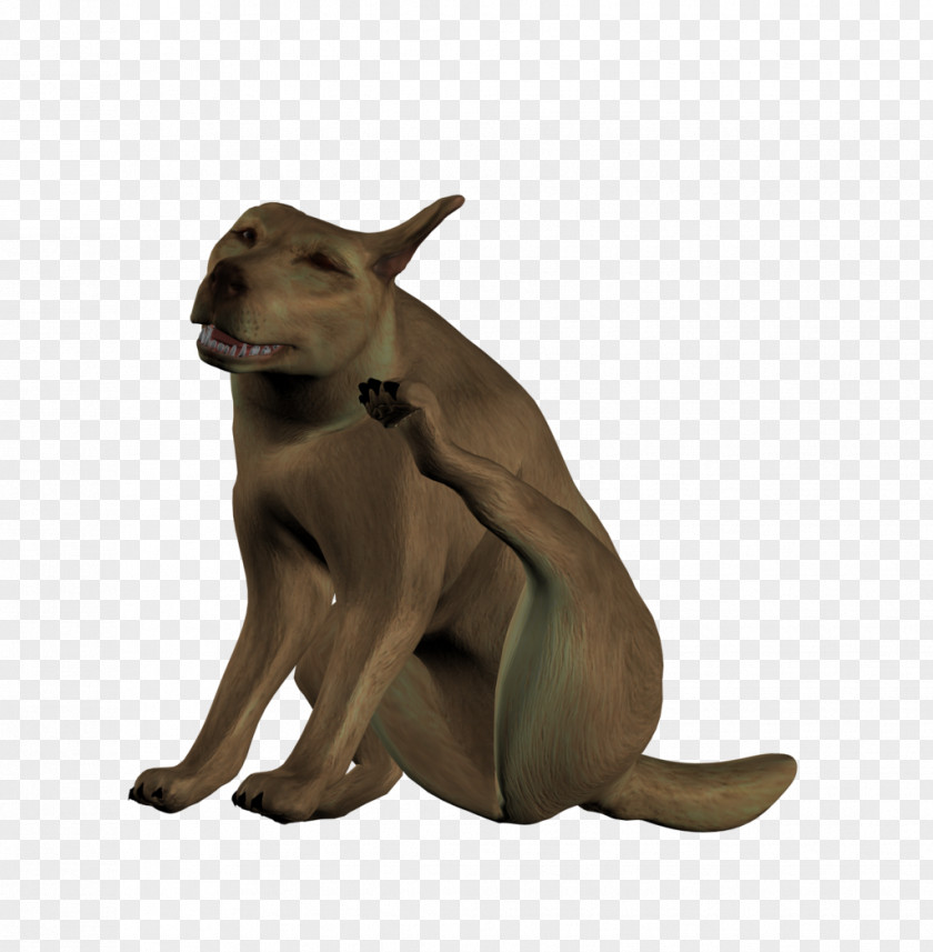 3d Dog Stock Macropodidae Cat Male PNG