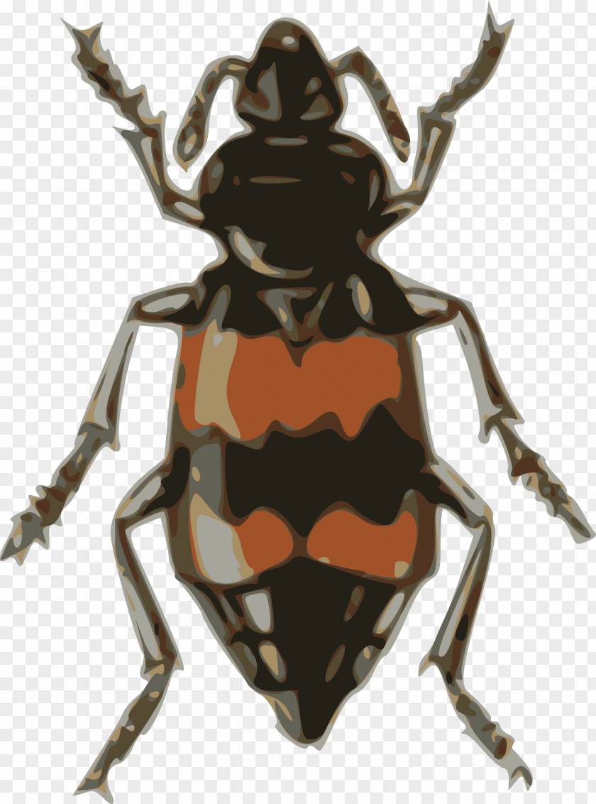 Bugs Volkswagen Beetle Darkling Burying Dung Clip Art PNG