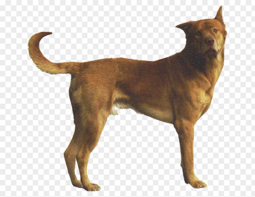 Dog Breed Rare (dog) Phu Quoc Ridgeback Rhodesian Phú Quốc PNG