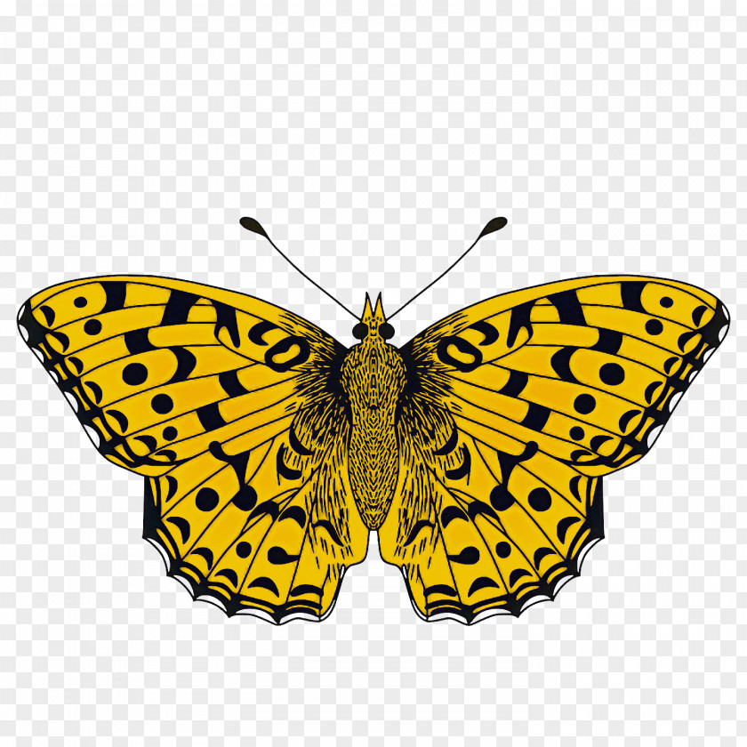 Monarch Butterfly PNG