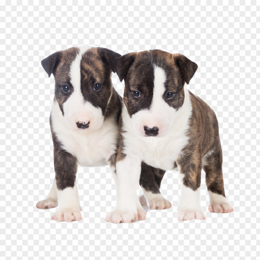 Puppy Miniature Bull Terrier And Old English Cairn PNG
