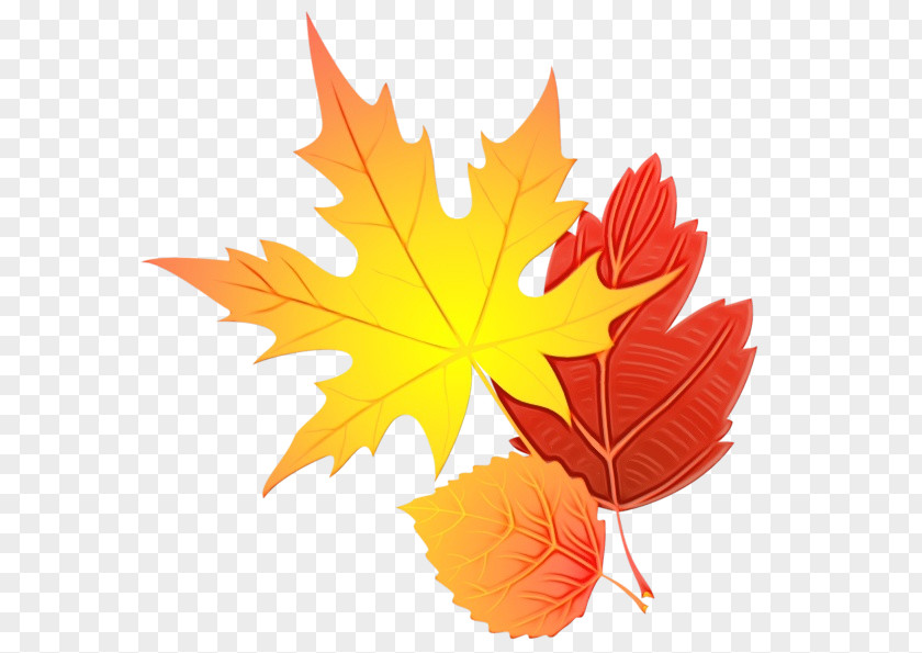 Sweet Gum Silver Maple Autumn Leaf Drawing PNG