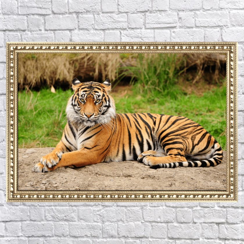 Tiger Alipore Delhi Bengal Lion Wildlife PNG
