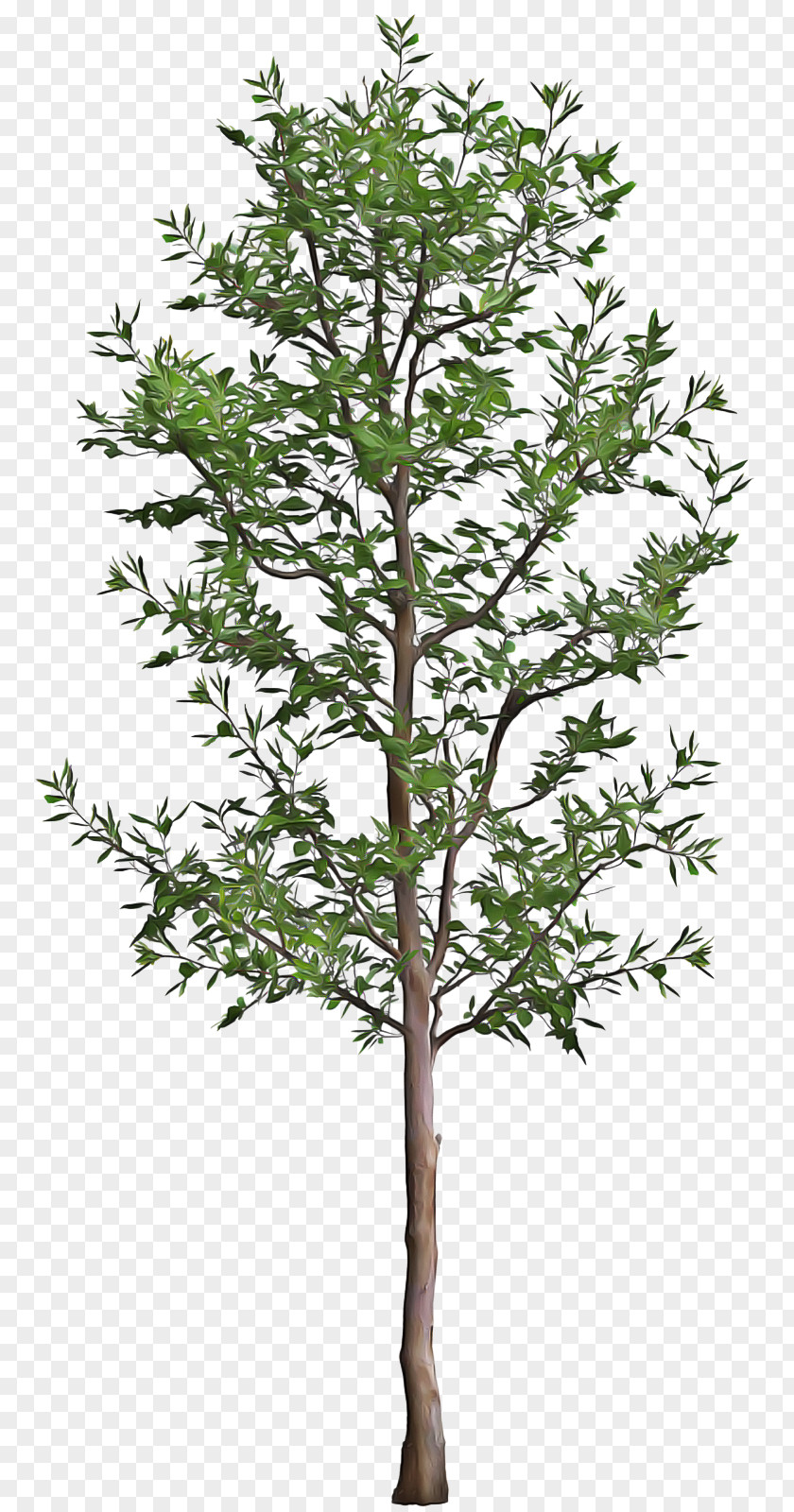 Twig Leaf Tree Plant Flower Branch Woody PNG