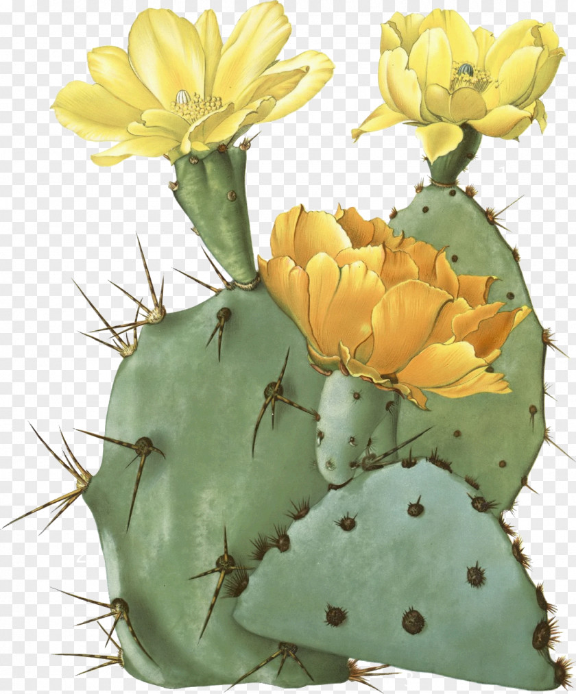 Cactus The Cactaceae Opuntia Aciculata Botany Botanical Illustration PNG