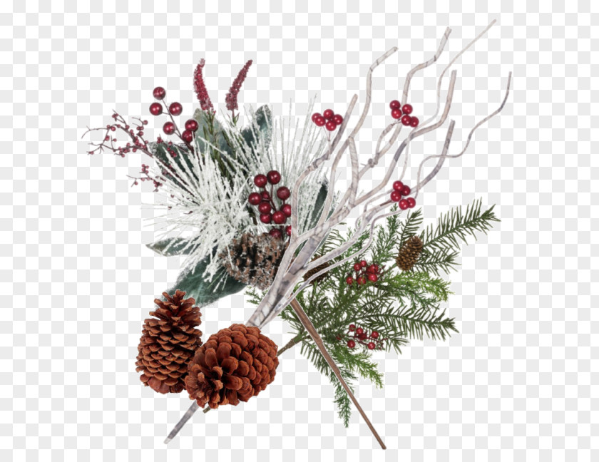 Design Pine Conifer Cone Spruce Christmas Ornament Fir PNG